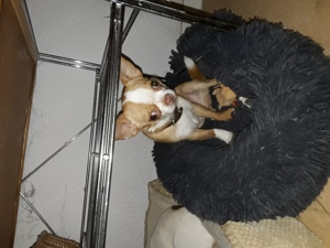 Kleiner Mini chihuahua junge zu verkaufen 