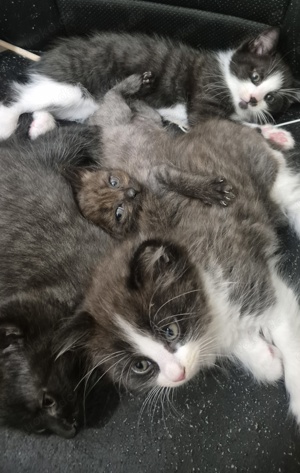 kitten katzenbabys 