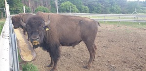 Bisons zu verkaufen 