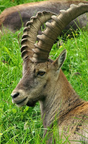 Verkaufe Steinböcke ( Alpensteinböcke )