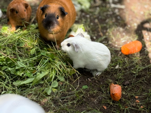 Wunderschöne California Meerschweinchen