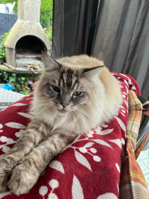 Ragdoll Kater sucht neues zuhause  Bild 2
