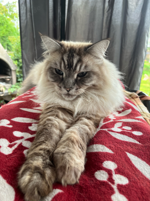 Ragdoll Kater sucht neues zuhause 