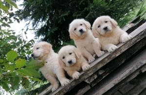 Golden retriever welpen 