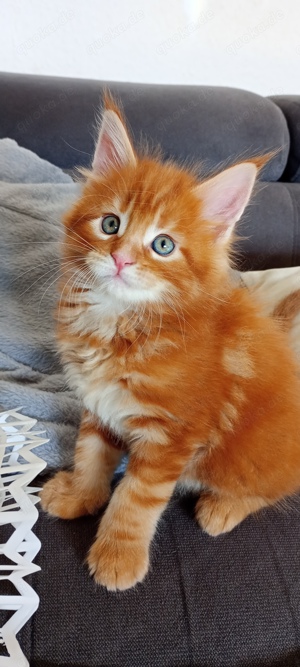 Maincoon kitten