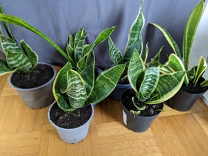 Bogenhanf Sansevieria Zimmerpflanze