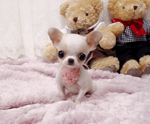 Teacup Mini-Chihuahua-Welpen