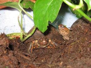 Prachterdschildkröten Pärchen, Rhinoclemmys p.m. 