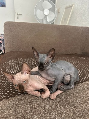 Canadische Sphinx Kitten Tasthaare vorhanden 