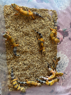 Leopartgecko Baby's 10 Weibchen 