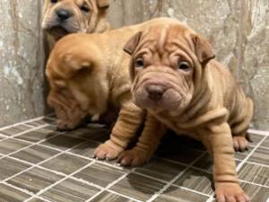 Hübsche registrierte chinesische Shar-Pei-Welpen für ein neues Zuhause