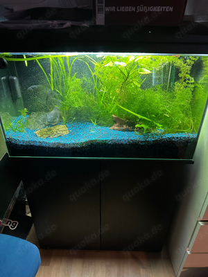 125 liter aquarium zum abgeben 