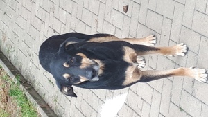 Bubi schüchterner Mischlingsrüde Bild 5