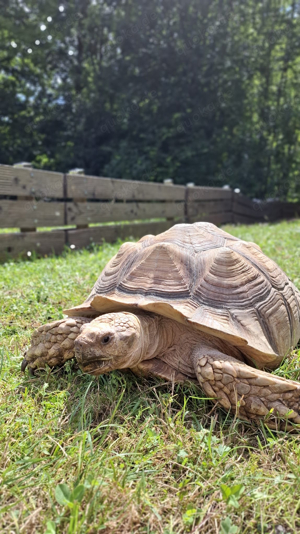 nehme spornschildkröte auf 