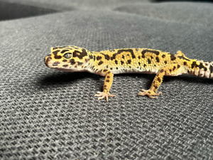 leopardgekos 