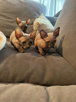 Sphynx Katzen