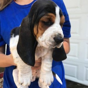 Süße reinrassige Basset Hound-Welpen für die Familie, bereit zum Auszug