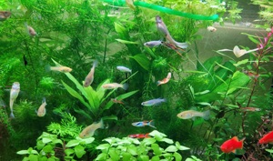 Guppy - Endler Guppys