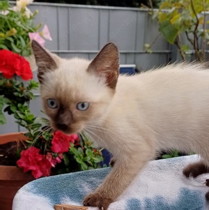 Kleine Katzenbabys zu verkaufen