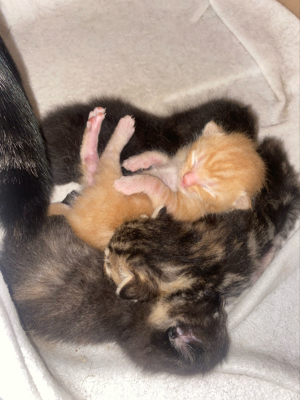 Katzen Babys