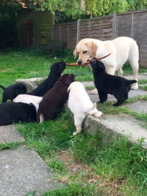 Entzückende, herausragende Labrador Retriever-Welpen zu verkaufen