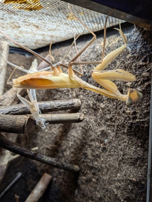 Hierodula membranacea Weibchen adult 