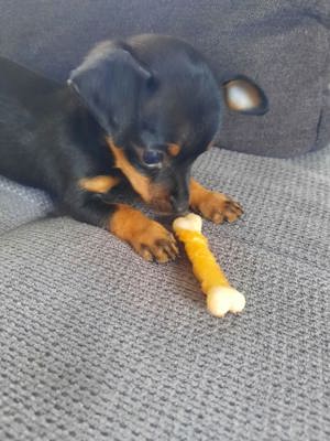 pinscher welpe 