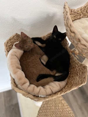 2 Jungkatzen 