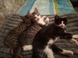 Katzenbabys zu verkaufen 