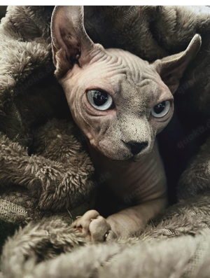 Sphynx Katze 