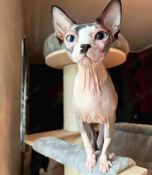 Sphynx Katze 