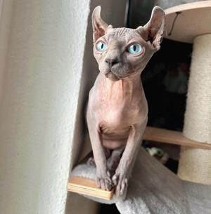 Sphynx Katze 