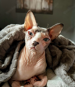 Sphynx Katze 