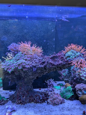 Flying Reef Zoas Meerwasser Koralle Lebendgestein 