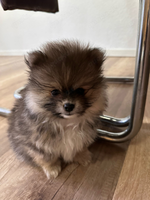 Pomeranian