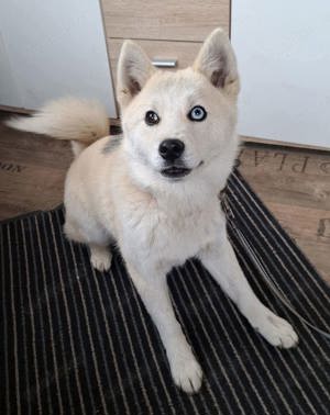 Pomsky (Mini Husky) Mix