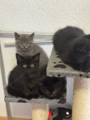 3 Kitten m-m-w schwarz und eine graue