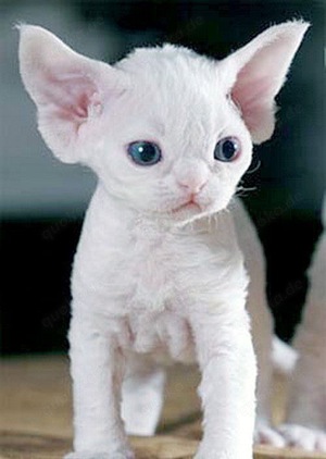 Suche ca. zweijährigen Devon Rex Kater