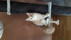 Maine coon Kater creme white 