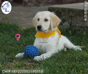 Familienfreundliche Golden Retriever Welpen