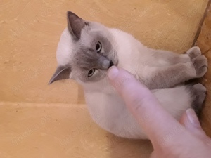 Hübsche Siamkatze in blue-point mit blauen Augen abzugeben 