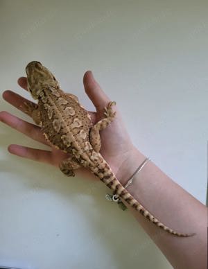 1.2 Farbige Pogona Henrylawsoni Zwergbartagamen 