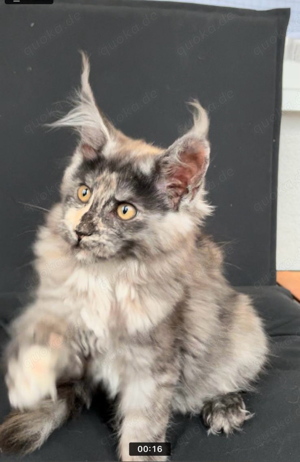 Maine Coon kitten mit stammbaum