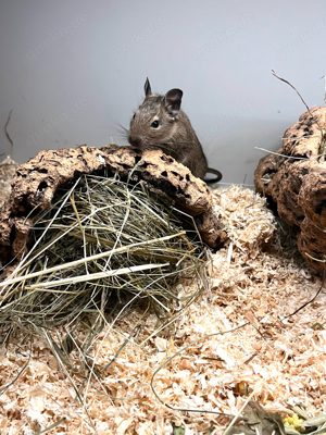 Degu, Degus suchen einen neuen Körnergeber