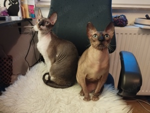 Suche Sphynx Kater Babykater 