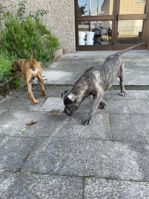 Reinrassige Cane Corso Hunde