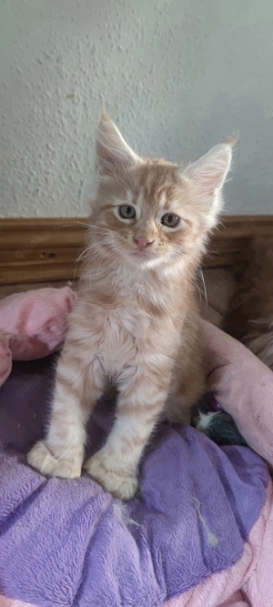 Maine Coon Poly 