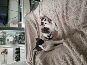 Kitten,Katzenbabys,Babykatzen