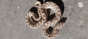 Heterodon nasicus hognose hakennasennatter 