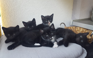 Katzenbabys suchen neues Zuhause